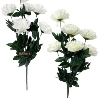 7头球菊