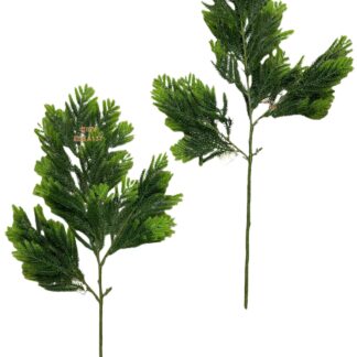 3叉24目竹丝扇草