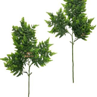 3叉24目角菜草