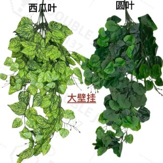 大壁挂（西瓜叶&圆叶）