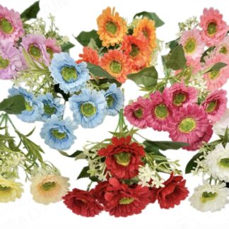 6头春弗朗菊